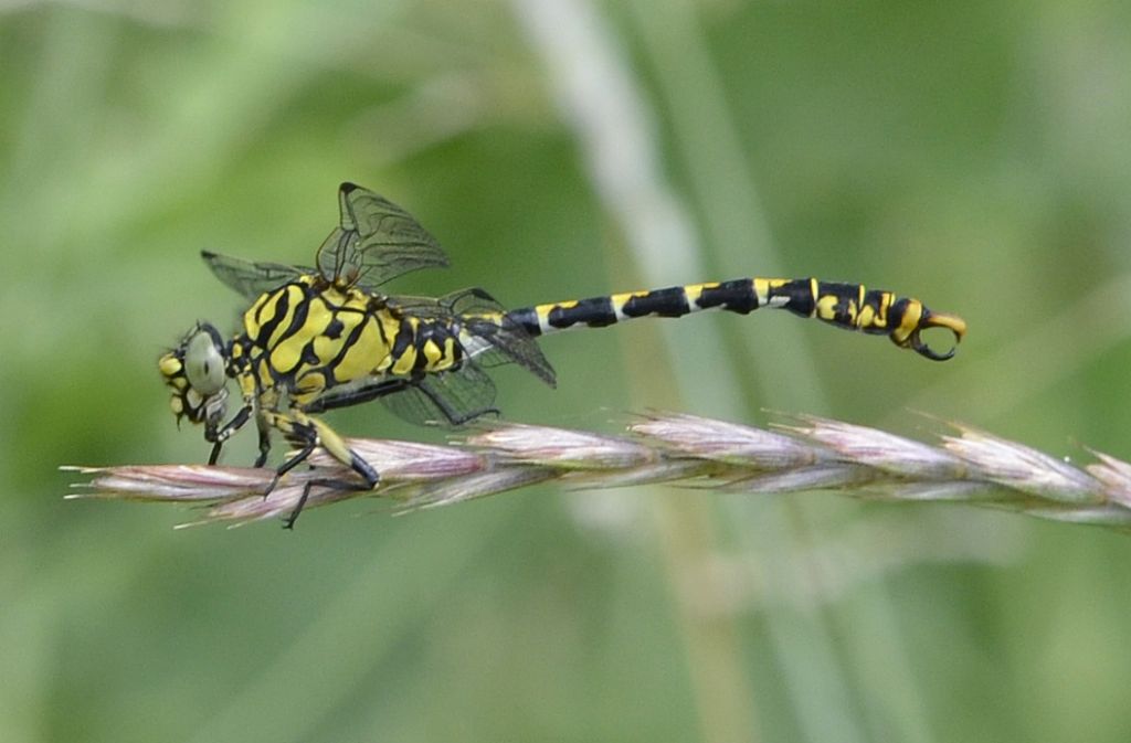 Onychogomphus forcipatus ?